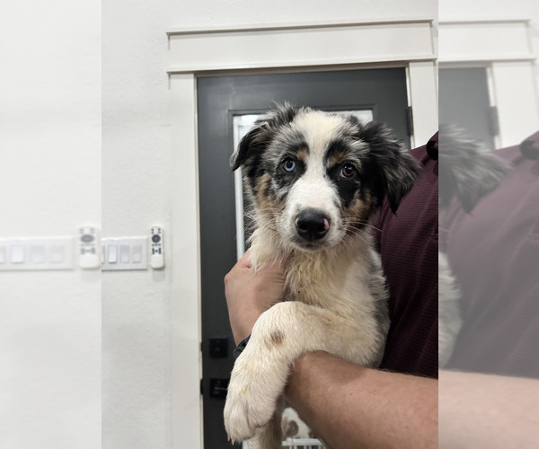 Medium Photo #3 Australian Shepherd Puppy For Sale in TYLER, TX, USA