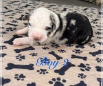 Small Photo #26 Australian Shepherd Puppy For Sale in SALISBURY, NC, USA