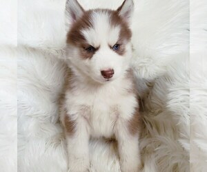 Puppyfinder Com Siberian Husky Puppies Puppies For Sale Near Me In Missouri Usa Page 1 Displays 10