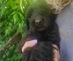 Small #6 Goldendoodle