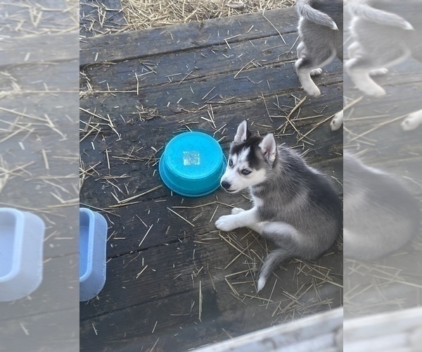 Full screen Photo #5 Siberian Husky Puppy For Sale in ALBION, IN, USA