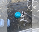 Small Photo #5 Siberian Husky Puppy For Sale in ALBION, IN, USA