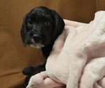 Small Photo #2 Poogle Puppy For Sale in PATERSON, NJ, USA
