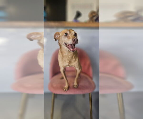 Medium Photo #4 Italian Greyhuahua Puppy For Sale in Studio City, CA, USA