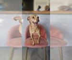 Small #3 Italian Greyhuahua