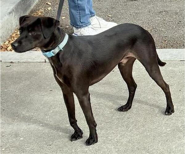 Medium Photo #1 Italian Greyhound-Unknown Mix Puppy For Sale in San Martin, CA, USA