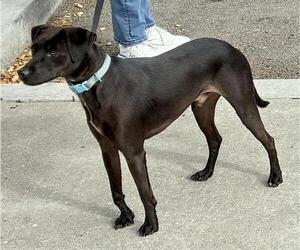 Italian Greyhound-Unknown Mix Dogs for adoption in San Martin, CA, USA