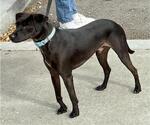 Small Italian Greyhound Mix
