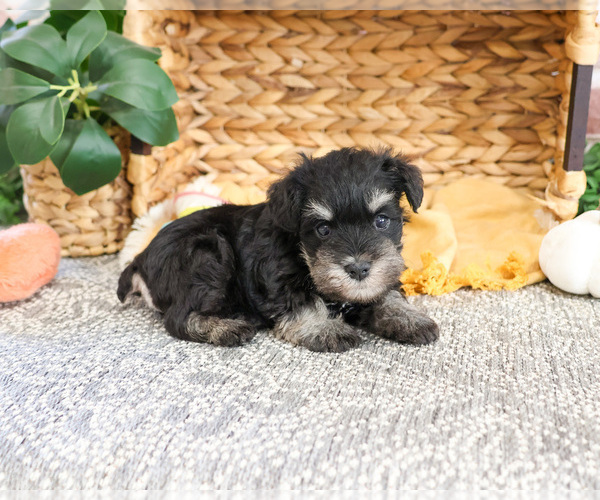 Medium Photo #2 Schnauzer (Miniature) Puppy For Sale in SYRACUSE, IN, USA