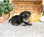 Small #1 Schnauzer (Miniature)
