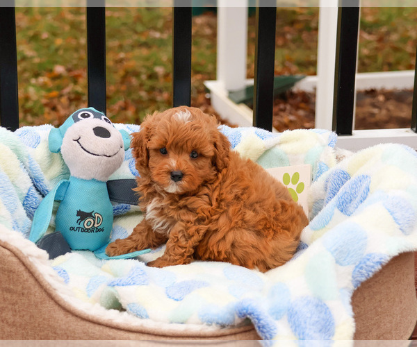 Medium Photo #2 Cavapoo (Miniature) Puppy For Sale in SYRACUSE, IN, USA