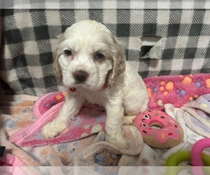 Cocker Spaniel Puppy for sale in MARTIN, GA, USA