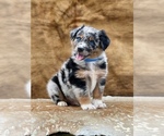 Small Photo #5 Australian Shepherd Puppy For Sale in WESLEY CHAPEL, FL, USA