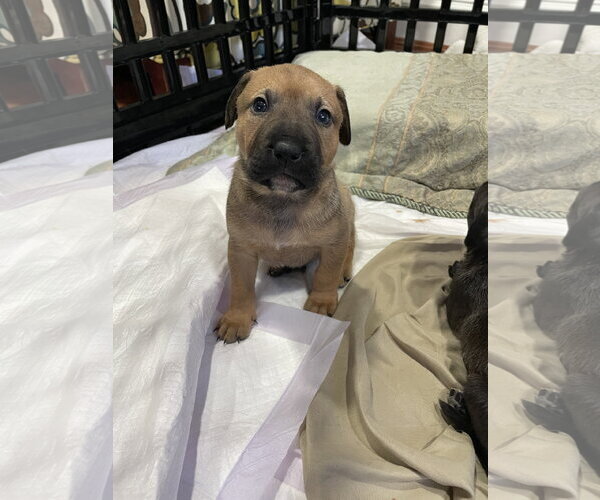 Medium Photo #2 Labrador Retriever-Unknown Mix Puppy For Sale in Derwood, MD, USA