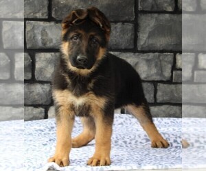 German Shepherd Dog Puppy for sale in FREDERICKSBURG, OH, USA