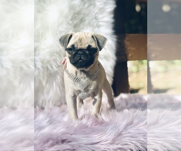 Medium Photo #4 Pug Puppy For Sale in CANTON, CT, USA