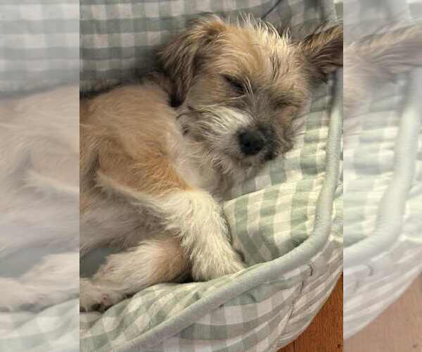 Medium Photo #2 Cairn Terrier-Unknown Mix Puppy For Sale in San Diego, CA, USA