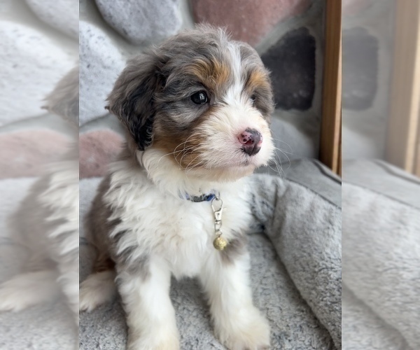 Medium Photo #5 Bernedoodle (Miniature) Puppy For Sale in LAWRENCE, MI, USA