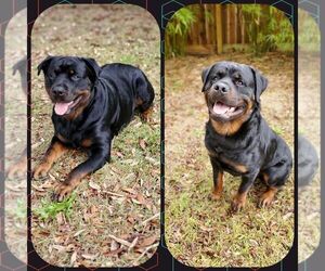 Rottweiler Puppy for Sale in PENSACOLA, Florida USA