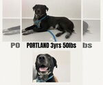 Small Retriever  Mix