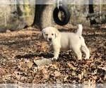 Small Photo #7 Golden Labrador Puppy For Sale in GLENDALE, CA, USA
