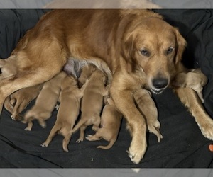 Mother of the Golden Retriever puppies born on 12/06/2024
