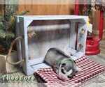 Small Photo #3 Siberian Husky Puppy For Sale in MIAMI, OK, USA