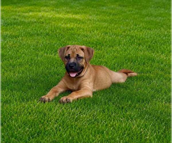 Medium Photo #3 French Mastiff-Unknown Mix Puppy For Sale in FRAMINGHAM, MA, USA