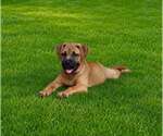 Small #2 French Mastiff Mix