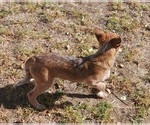 Small Photo #11 Australian Cattle Dog Puppy For Sale in SYLMAR, CA, USA