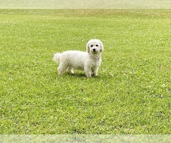 Medium Photo #1 Bichon Frise Puppy For Sale in MOUNT PLEASANT, MI, USA