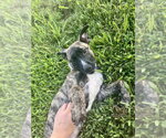 Small #7 German Shepherd Dog Mix
