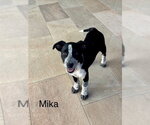 Small #3 Lab-Pointer
