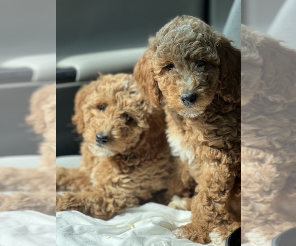Medium Photo #5 Goldendoodle Puppy For Sale in WOODSTOCK, IL, USA