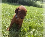 Small #6 Irish Setter