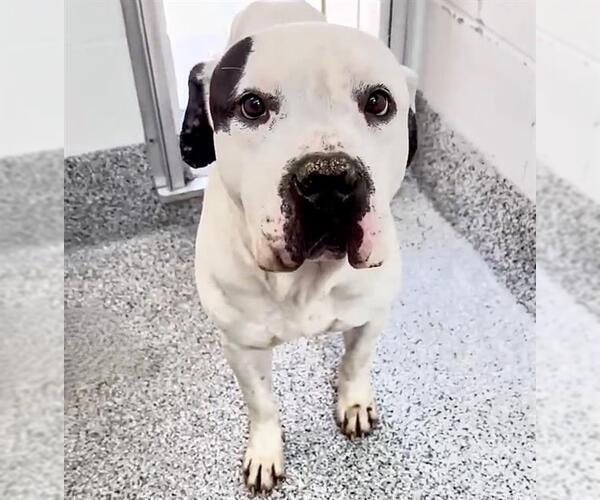 Medium Photo #2 Staffordshire Bull Terrier-Unknown Mix Puppy For Sale in Houston, TX, USA