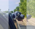 Small #2 Great Dane