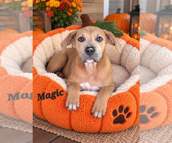 Medium Photo #1 American Pit Bull Terrier-American Staffordshire Terrier Mix Puppy For Sale in Southbury, CT, USA