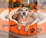 Magic - Female American Pit Bull Terrier-American Staffordshire Terrier Mix Dog for Adoption - Small photo