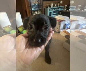 Mutt Dogs for adoption in Jackson Township, NJ, USA