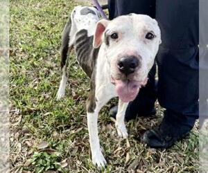 American Pit Bull Terrier Dogs for adoption in Houston, TX, USA