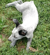 Ad: Australian Stumpy Tail Cattle Dog Litter of Puppies for Sale near Iowa, APLINGTON, USA. ADN-40028
