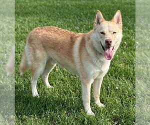 Berlin - Female Siberian Husky-Unknown Mix Dog for Adoption - Photo #3