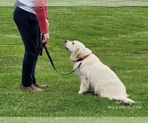 English Cream Golden Retriever Dog for Adoption in MC GUIRE AFB, New Jersey USA