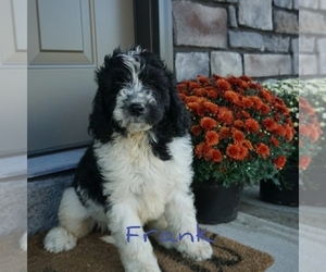 Newfypoo Puppy for sale in RAGERSVILLE, OH, USA