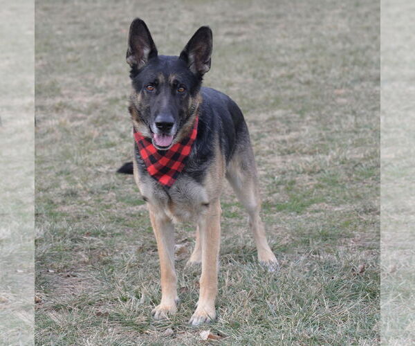 Medium Photo #9 German Shepherd Dog Puppy For Sale in Gretna, NE, USA