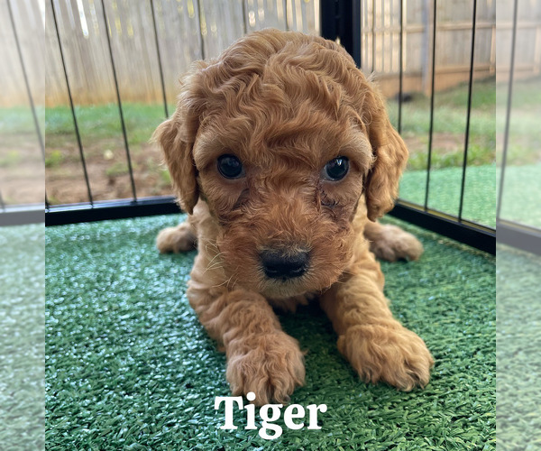 Medium Photo #16 Goldendoodle (Miniature) Puppy For Sale in NASHVILLE, TN, USA