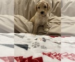 Small Photo #4 Goldendoodle Puppy For Sale in COVINGTON, GA, USA