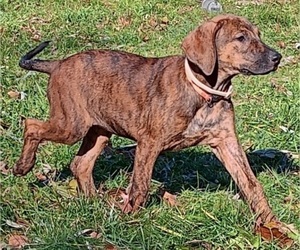 Doberman Pinscher-Mutt Mix Dog for Adoption in Anoka, Minnesota USA