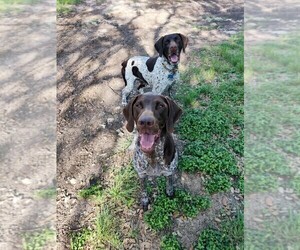 Mother of the German Shorthaired Pointer puppies born on 06/22/2021